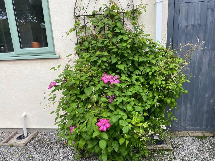 DelaboleRural Cosy Retreat For Two Near Port Isaac公寓 外观 照片